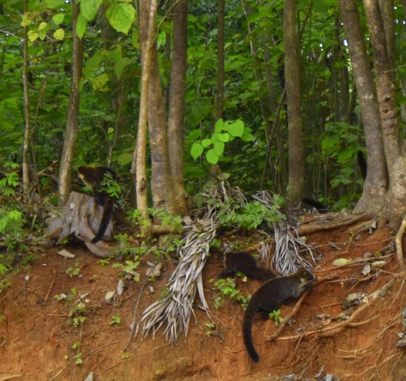 Villas Punta India Ostional Wildlife Refuge ภายนอก รูปภาพ